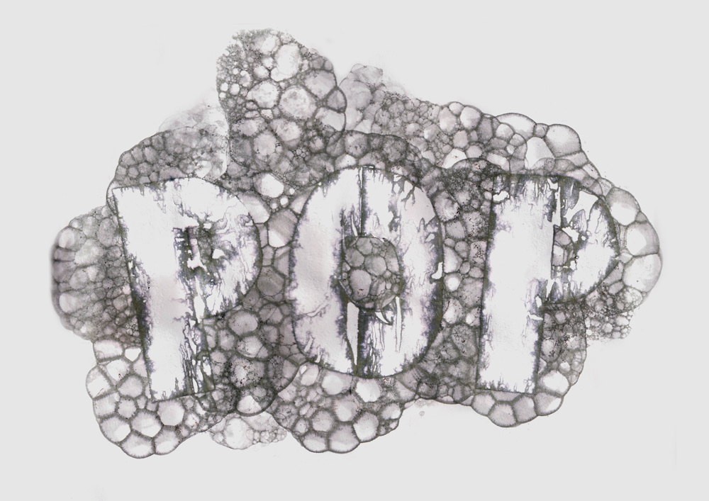 Typography by Will Mitchell-Wyatt, spelling 'POP' surrounded by bubbles